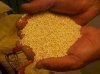 QUINOA REAL ORGANICA                                 (Chenopodium quinoa)
